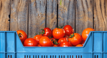 tomatoes in a crate