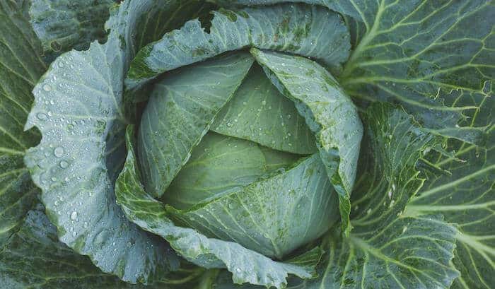 cabbage