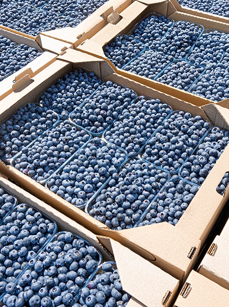 Blueberries