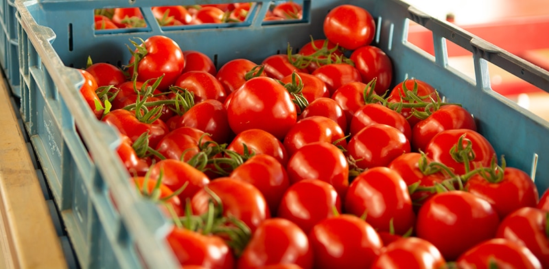 a palette of red tomatoes